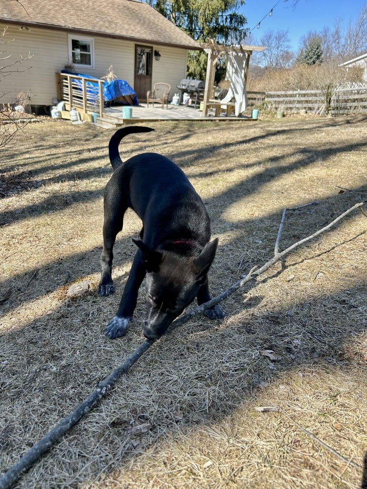 Oreo (Kya's Litter)