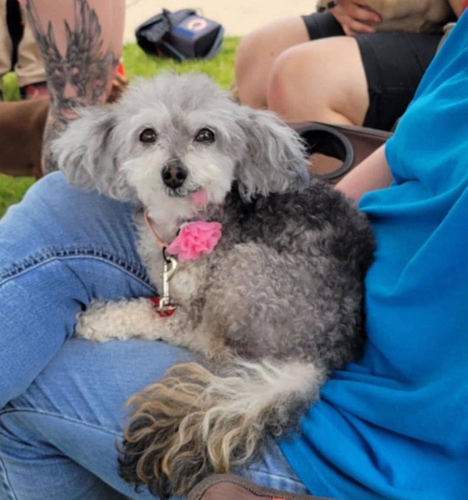 Cassie, an adoptable Havanese, Poodle in Peoria, IL, 61604 | Photo Image 2