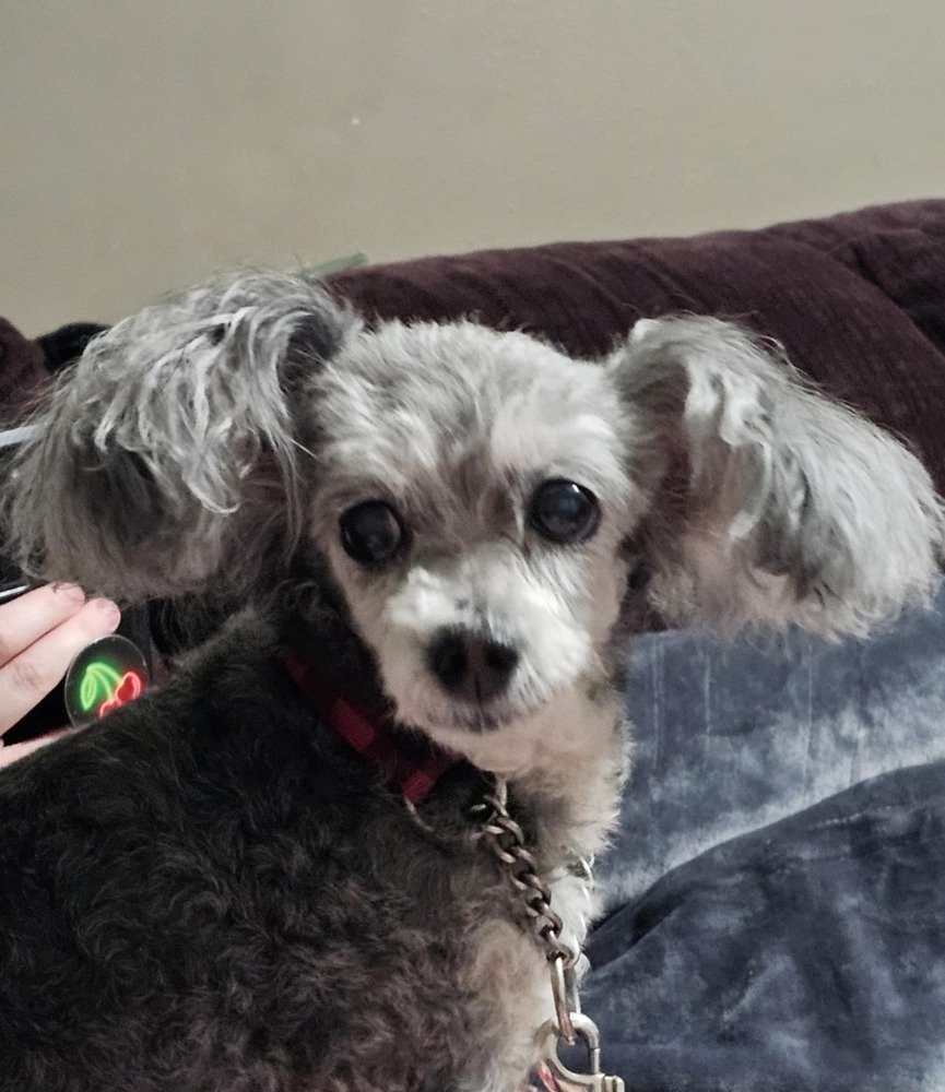Cassie, an adoptable Havanese, Poodle in Peoria, IL, 61604 | Photo Image 3