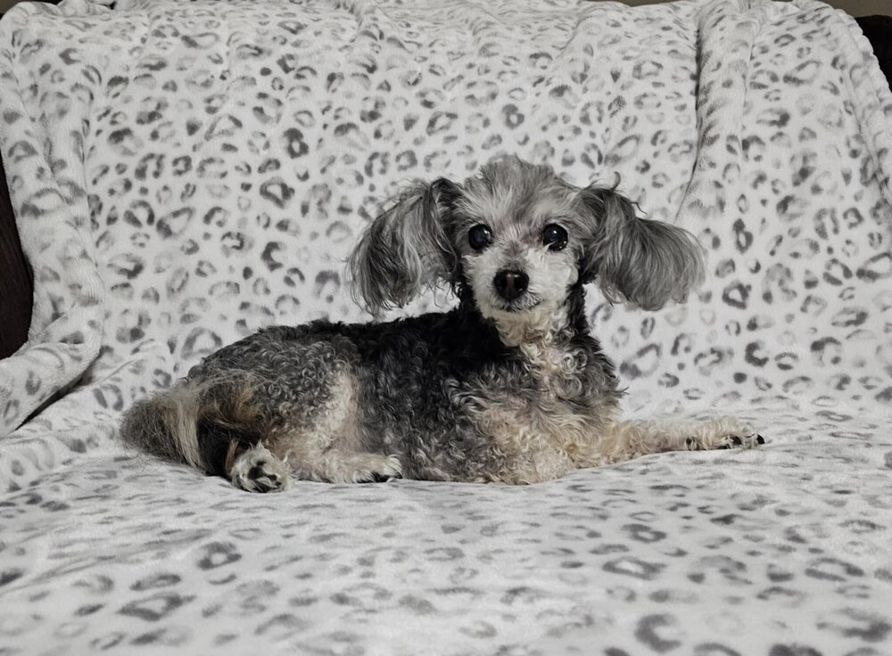 Cassie, an adoptable Havanese, Poodle in Peoria, IL, 61604 | Photo Image 4