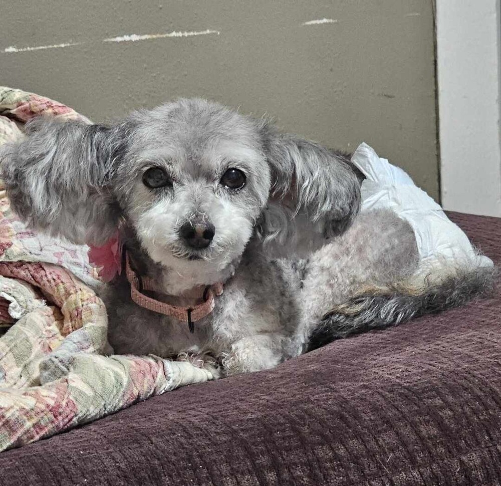 Cassie, an adoptable Havanese, Poodle in Peoria, IL, 61604 | Photo Image 5