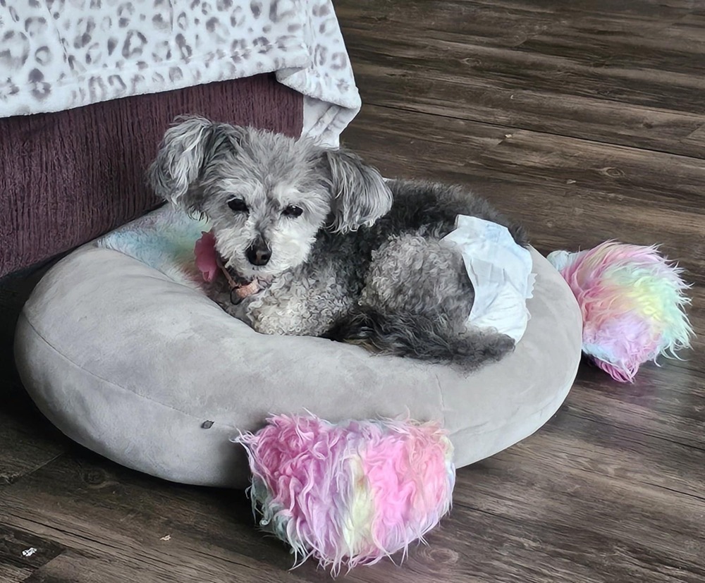 Cassie, an adoptable Havanese, Poodle in Peoria, IL, 61604 | Photo Image 6