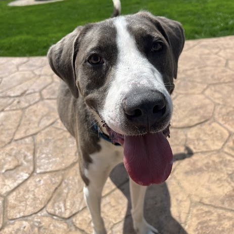 Pilot, an adoptable Sloughi in South Elgin, IL, 60177 | Photo Image 1