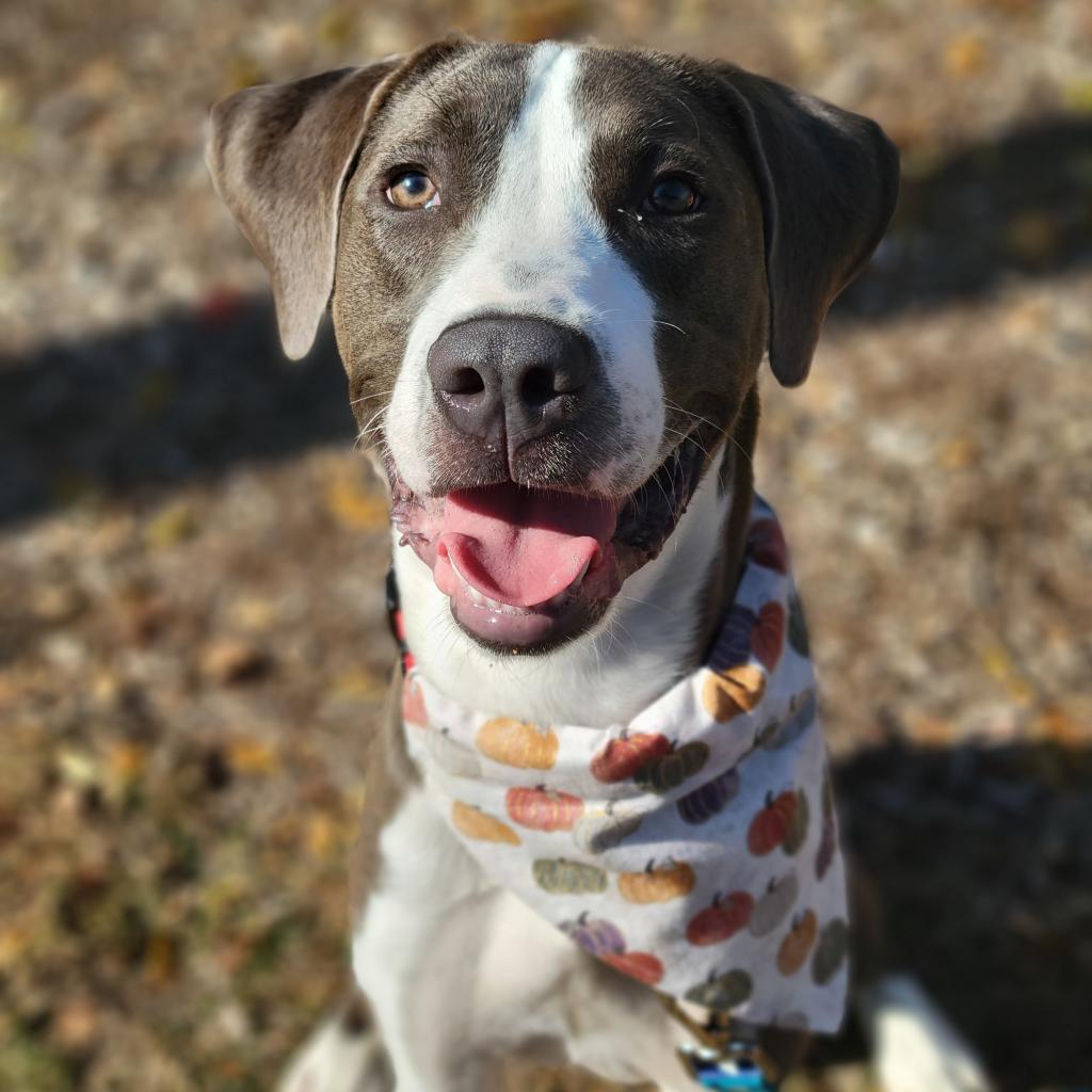 Pilot, an adoptable Sloughi in South Elgin, IL, 60177 | Photo Image 2