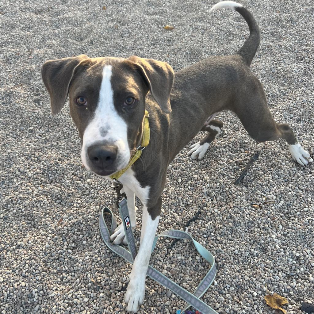 Pilot, an adoptable Sloughi in South Elgin, IL, 60177 | Photo Image 3