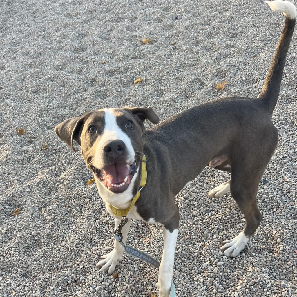 Pilot, an adoptable Sloughi in South Elgin, IL, 60177 | Photo Image 4