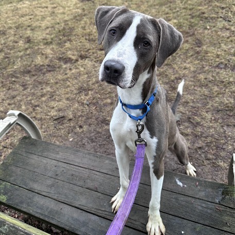 Pilot, an adoptable Sloughi in South Elgin, IL, 60177 | Photo Image 5