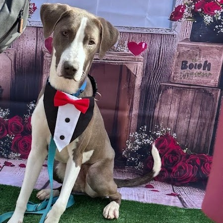 Pilot, an adoptable Sloughi in South Elgin, IL, 60177 | Photo Image 6