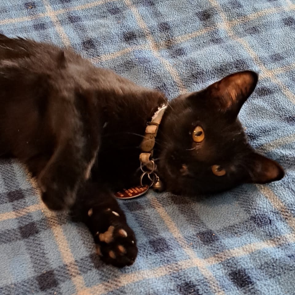 Zara, an adoptable Domestic Short Hair in Green Forest, AR, 72638 | Photo Image 1