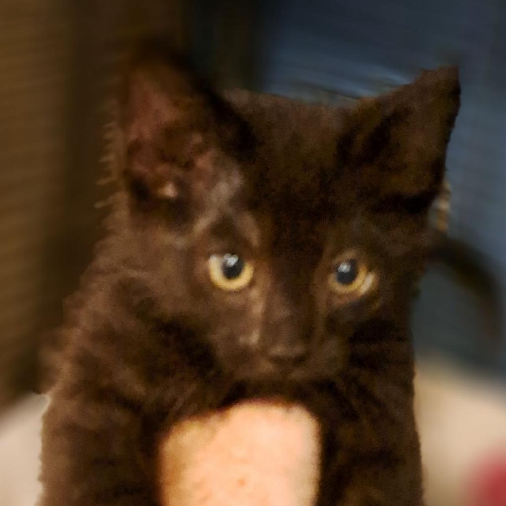 Zara, an adoptable Domestic Short Hair in Green Forest, AR, 72638 | Photo Image 2