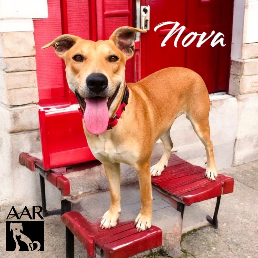 Nova, an adoptable Carolina Dog, Whippet in Magnolia, TX, 77355 | Photo Image 1