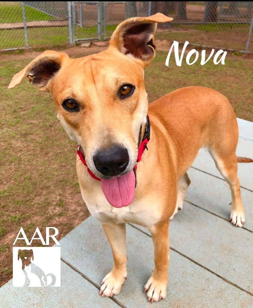 Nova, an adoptable Carolina Dog, Whippet in Magnolia, TX, 77355 | Photo Image 2