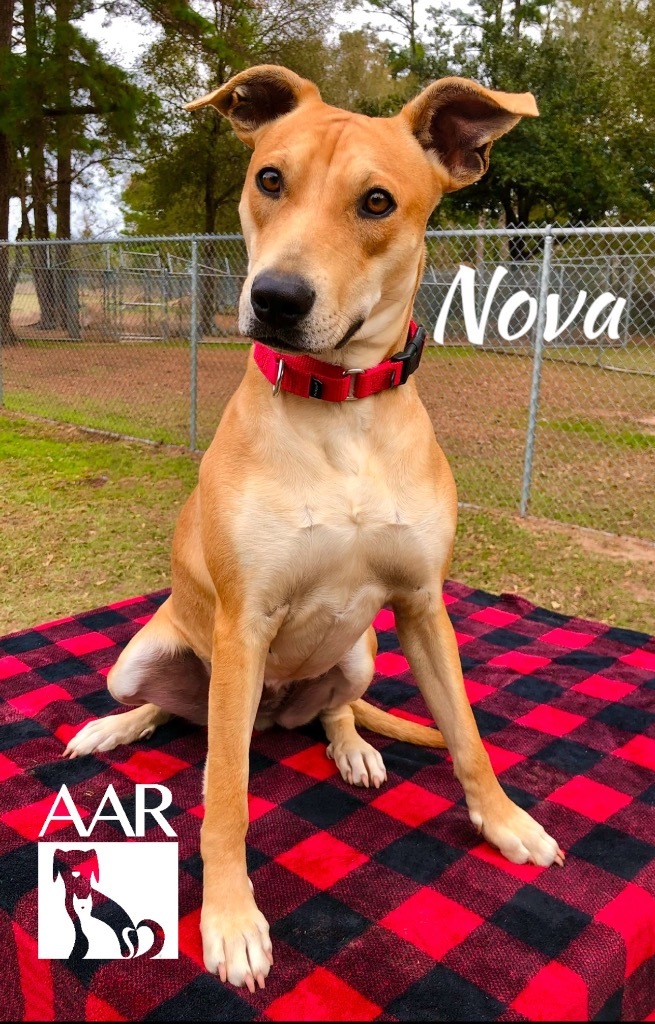 Nova, an adoptable Carolina Dog, Whippet in Magnolia, TX, 77355 | Photo Image 4