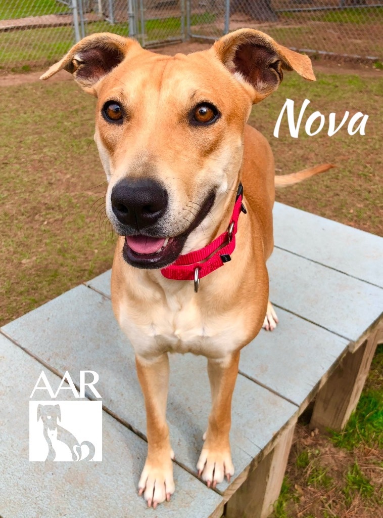 Nova, an adoptable Carolina Dog, Whippet in Magnolia, TX, 77355 | Photo Image 5