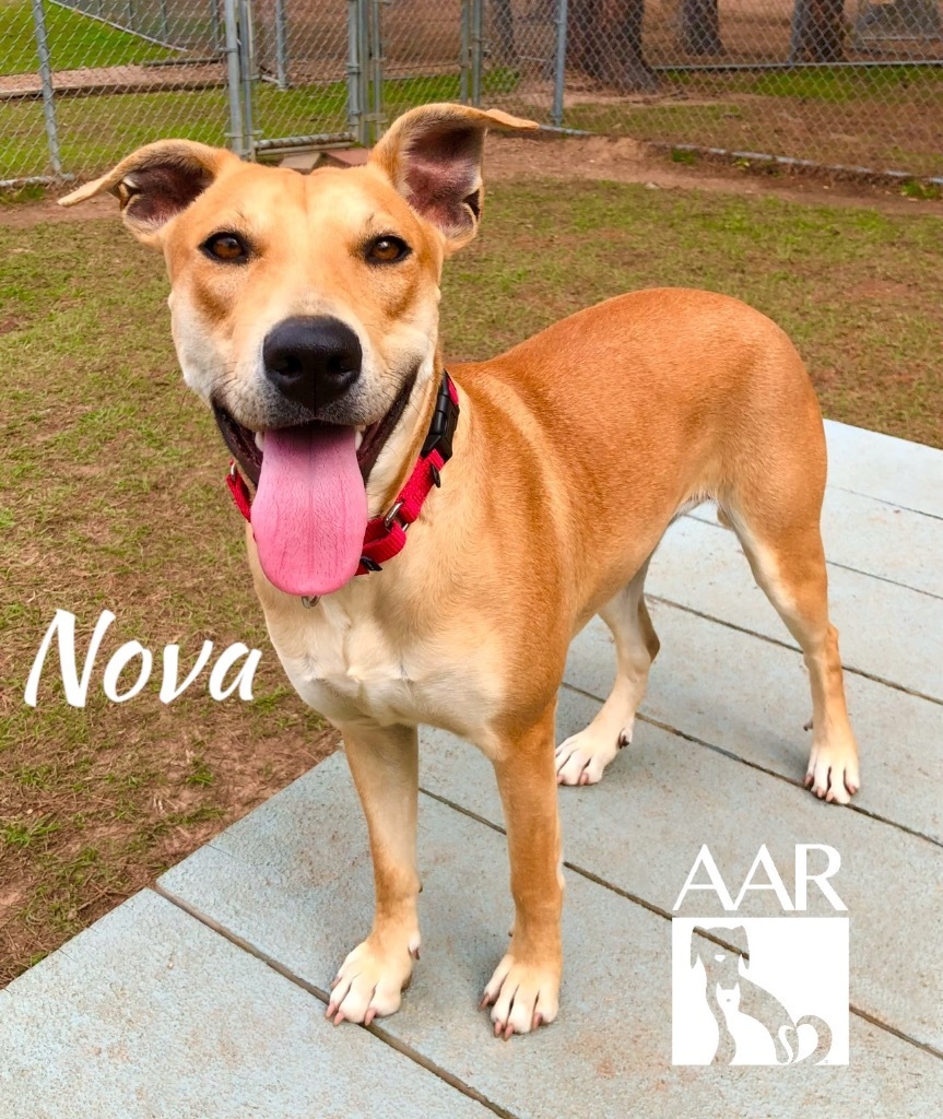 Nova, an adoptable Carolina Dog, Whippet in Magnolia, TX, 77355 | Photo Image 6