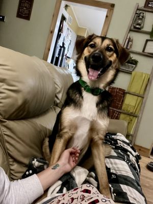 Squanto, Young Male German Shepherd Dog