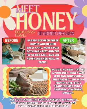 Honey, Adult Female Lizard