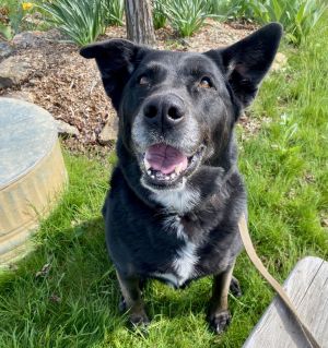 Penny, Adult Female Labrador Retriever