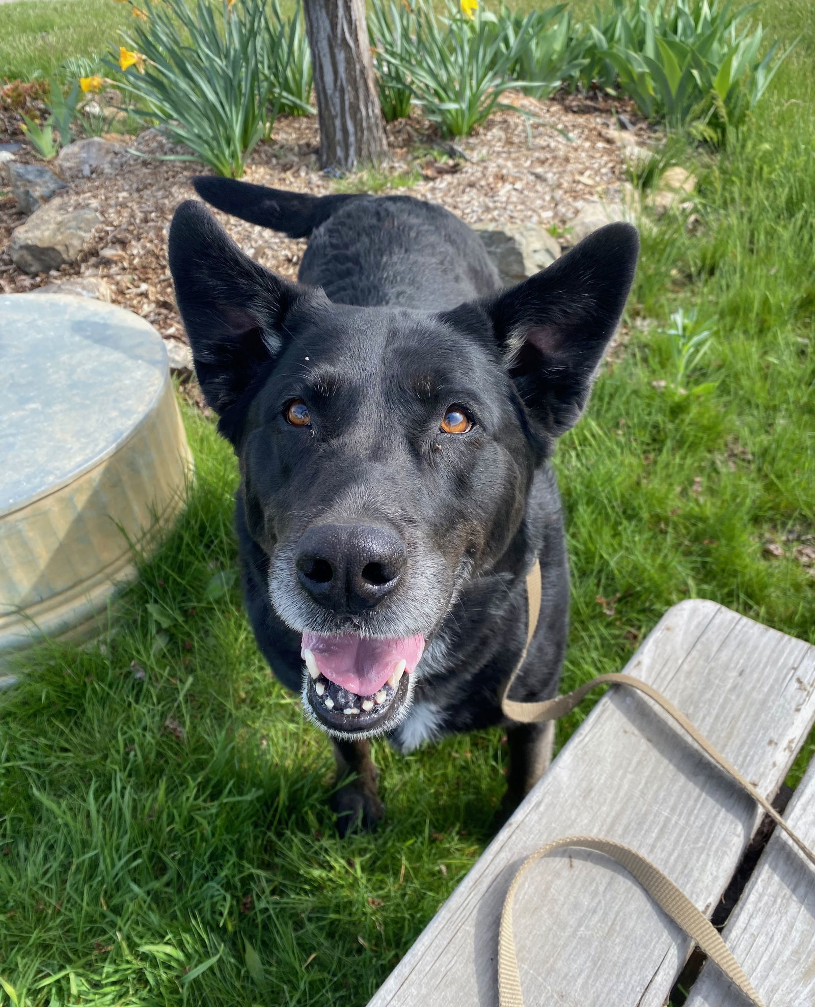 Penny, an adoptable Labrador Retriever in Yreka, CA, 96097 | Photo Image 2