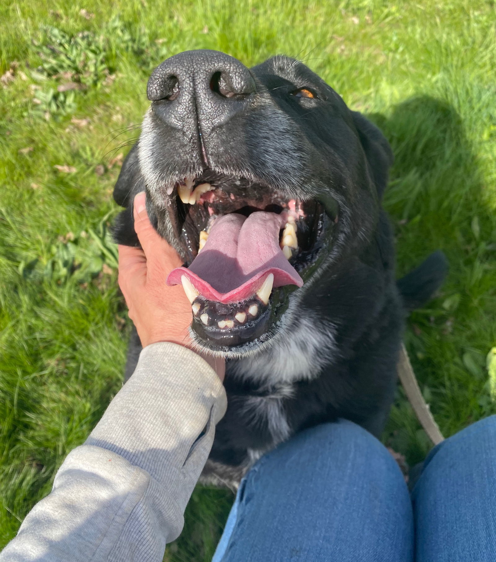 Penny, an adoptable Labrador Retriever in Yreka, CA, 96097 | Photo Image 3