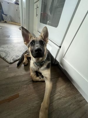 Meet Georgia - Your New Best Friend About Georgia Georgia is a sweet loving and playful German S