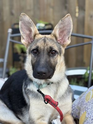 Meet Georgia - Your New Best Friend About Georgia Georgia is a sweet loving and playful German S