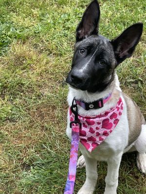 Meet Lark -- A puppy full of wiggly joy This sweet happy and wiggly German Shepherd puppy is rea