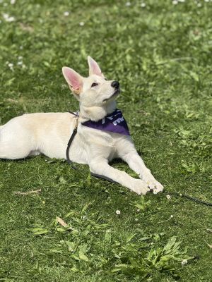 Meet Gwen - Your Adventurous Heart-Filled Pup About Gwen Gwen is a beautiful white German Shepherd
