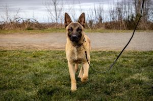 Meet Kilo The Friendly and Energetic German Shepherd Mix Introducing Kilo a wonderful male German