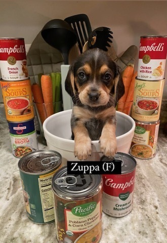 Zuppa / Bailey (Soup Litter)