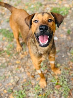 Kendall, Young Male Labrador Retriever
