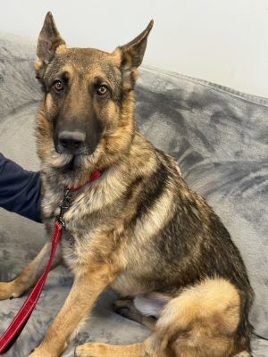 Cooper is a 3-year-old handsome pup looking for his forever home He is neutered