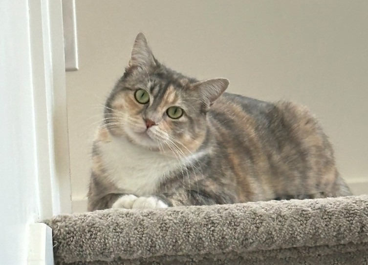 Monica