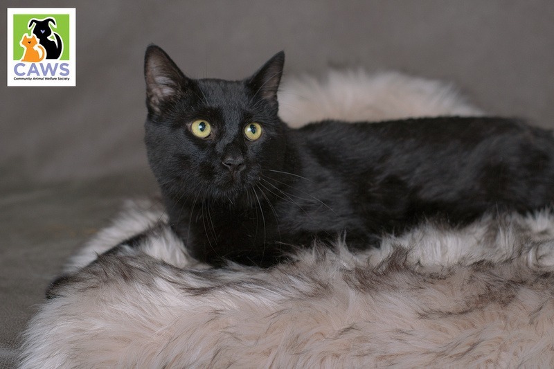 Scooby, an adoptable Domestic Short Hair in Salt Lake City, UT, 84117 | Photo Image 1