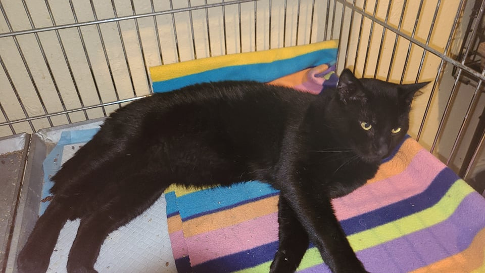 Scooby, an adoptable Domestic Short Hair in Salt Lake City, UT, 84117 | Photo Image 2