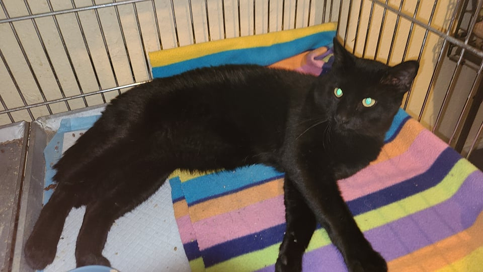 Scooby, an adoptable Domestic Short Hair in Salt Lake City, UT, 84117 | Photo Image 3