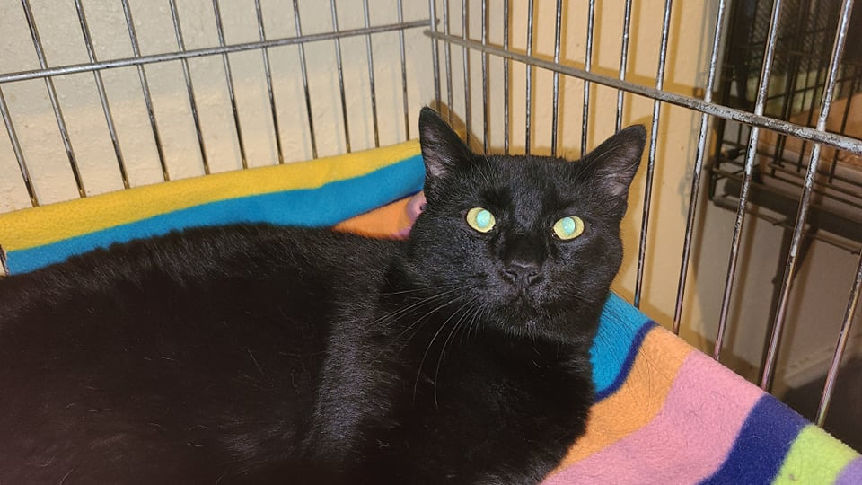 Scooby, an adoptable Domestic Short Hair in Salt Lake City, UT, 84117 | Photo Image 4