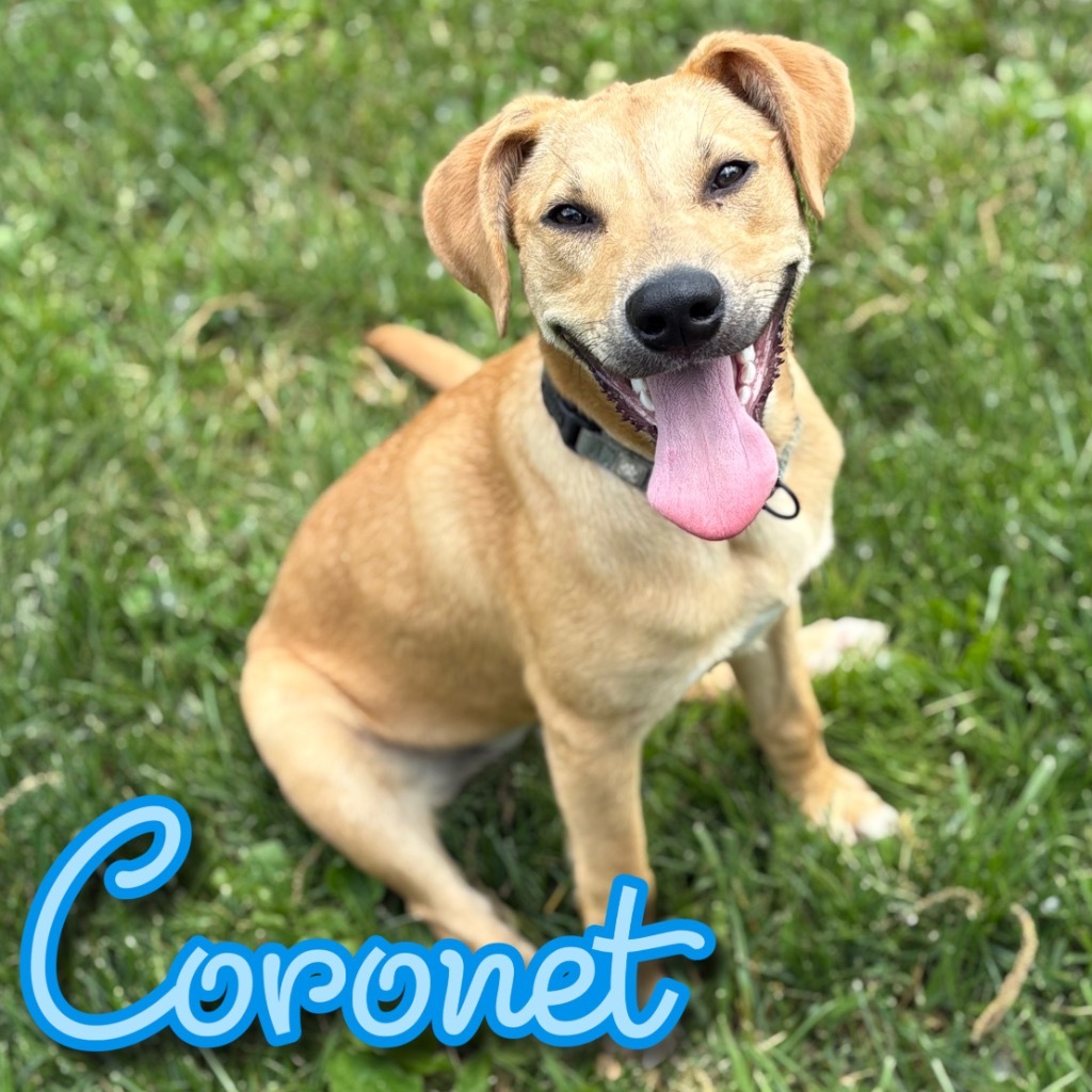 Coronet