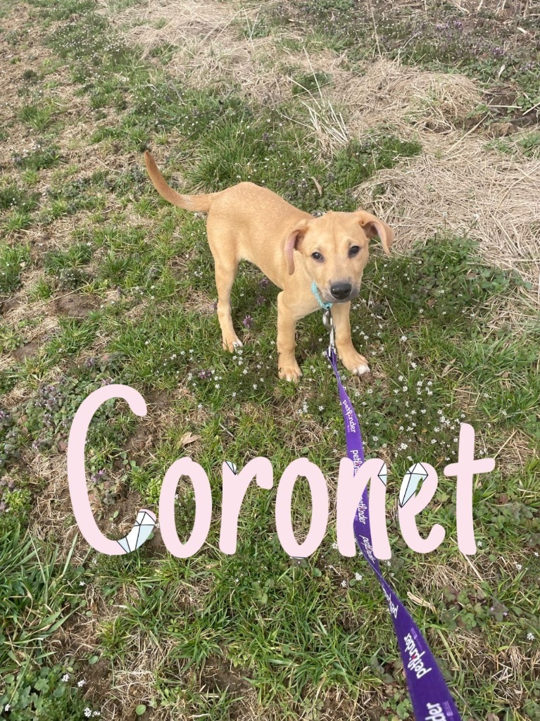 Coronet