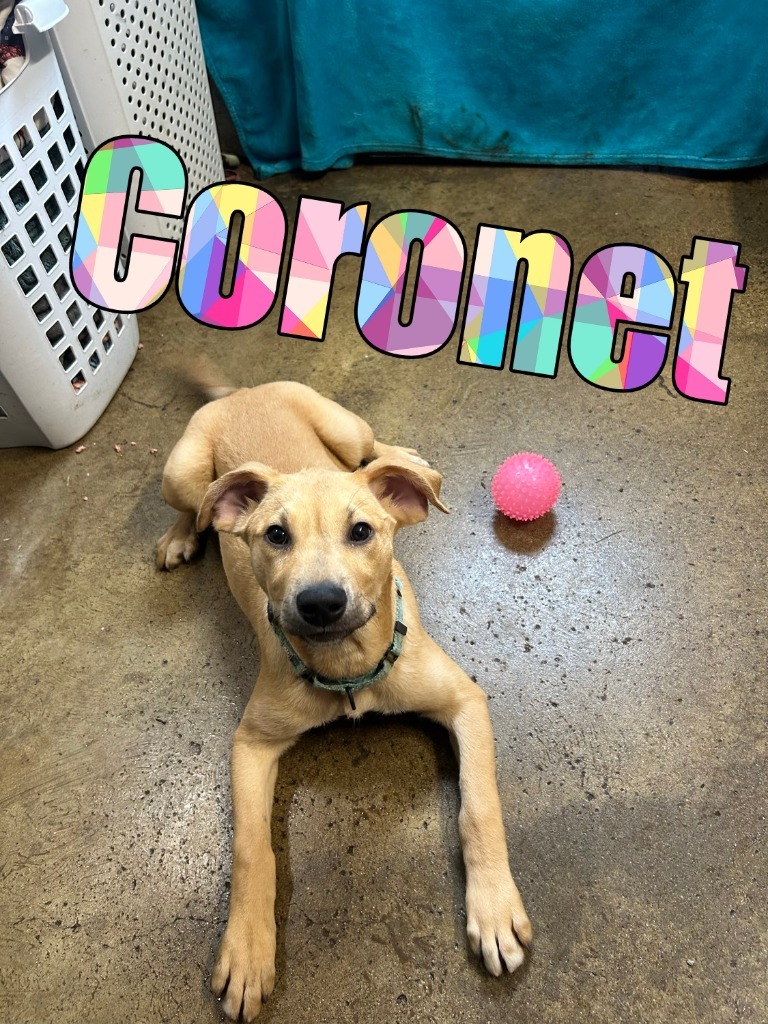Coronet