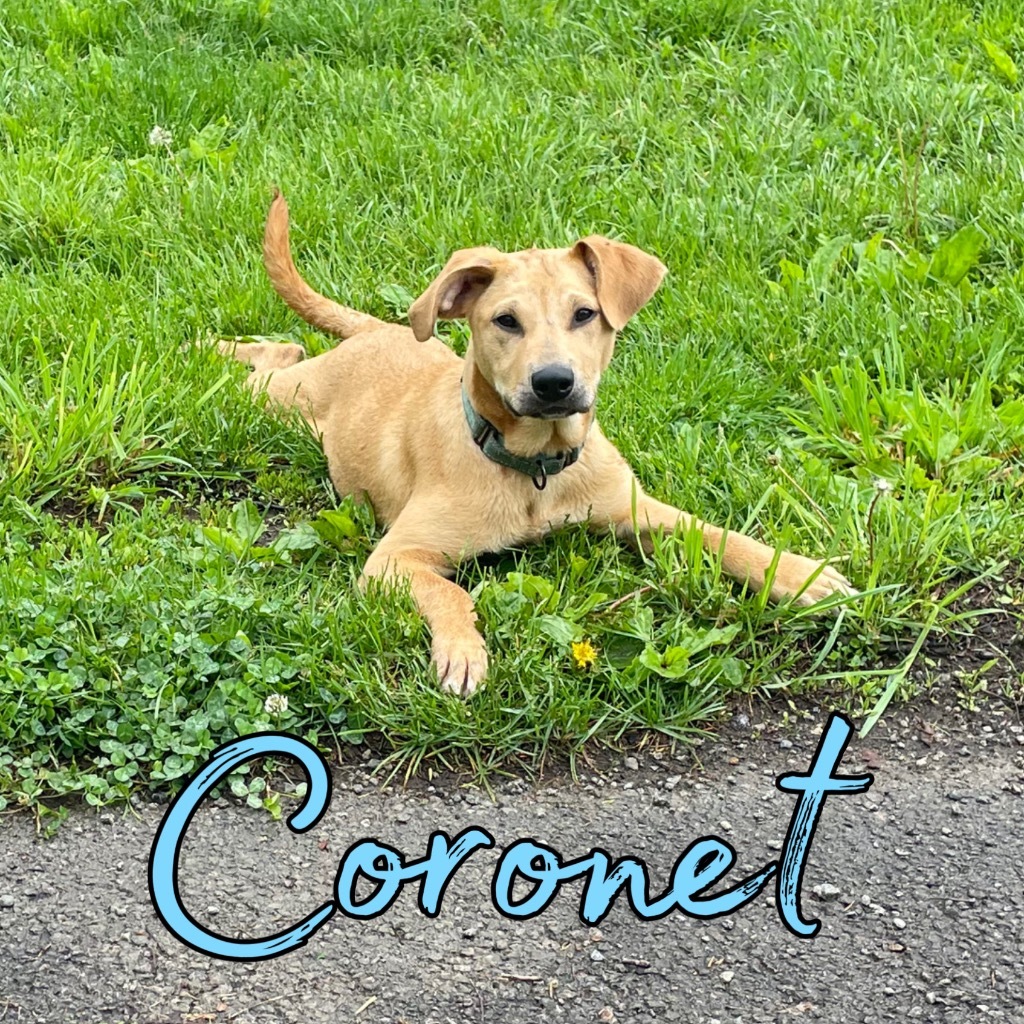 Coronet