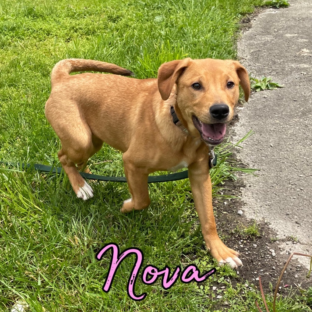Nova