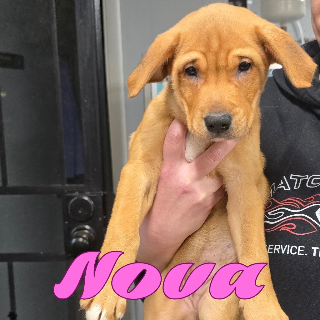 Nova