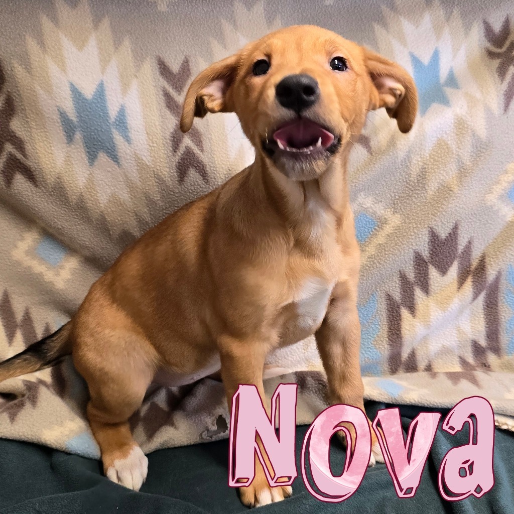 Nova