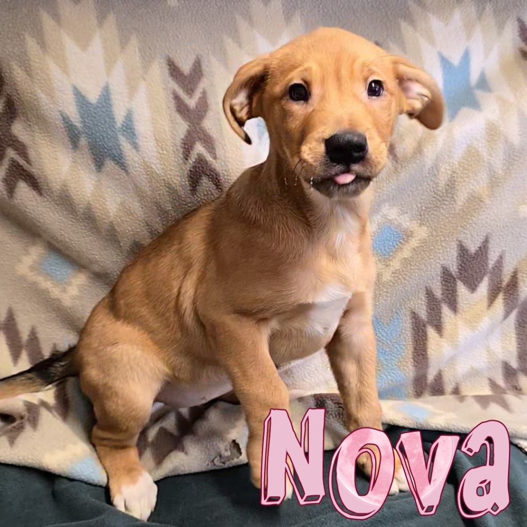 Nova