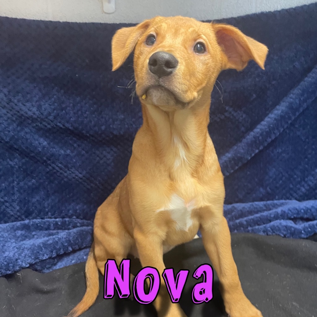 Nova