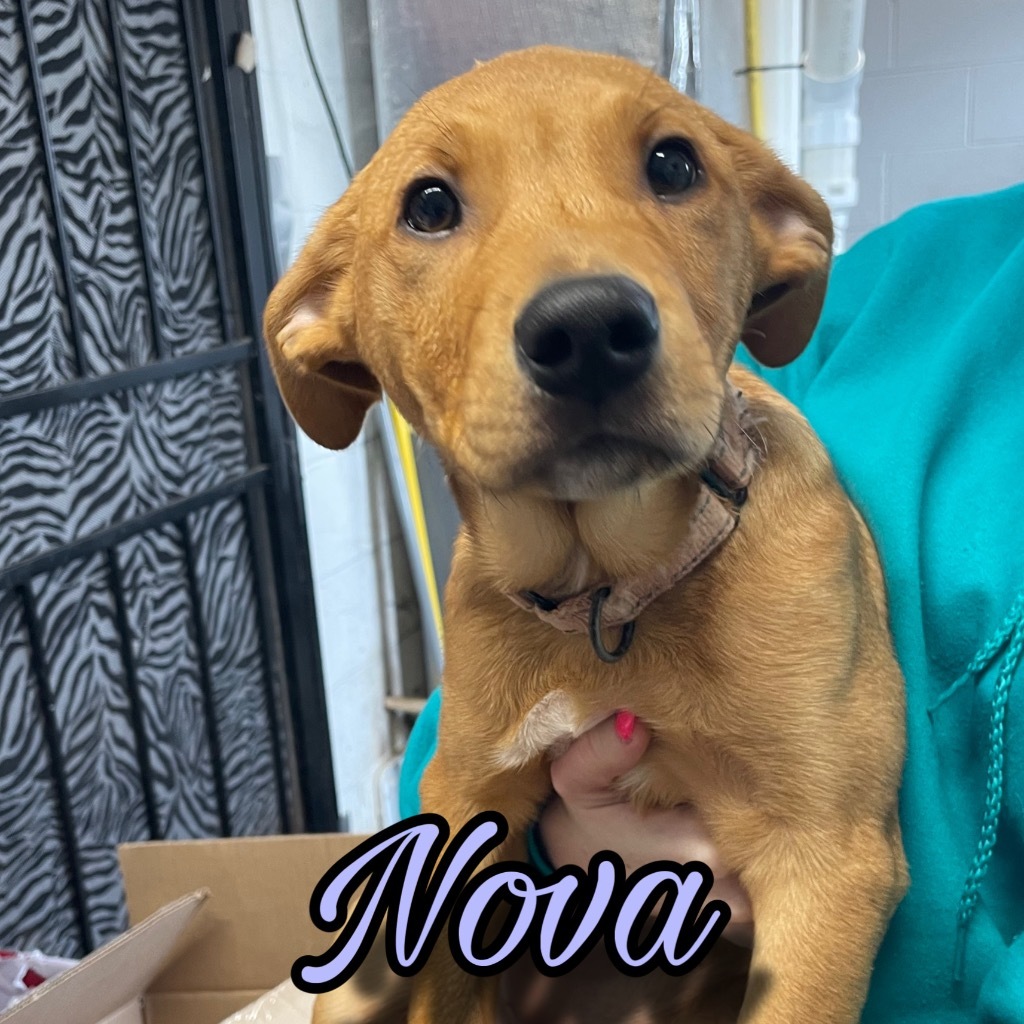 Nova