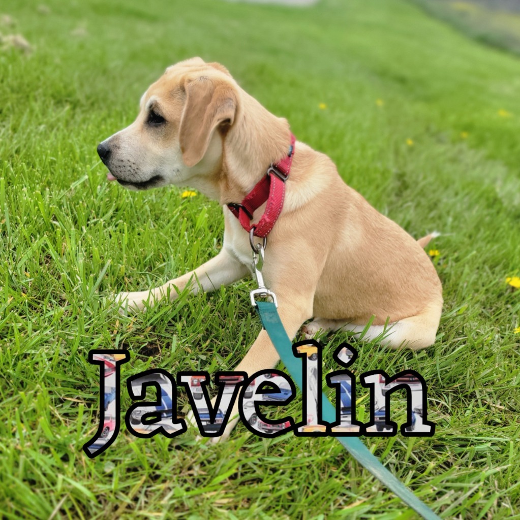 Javelin