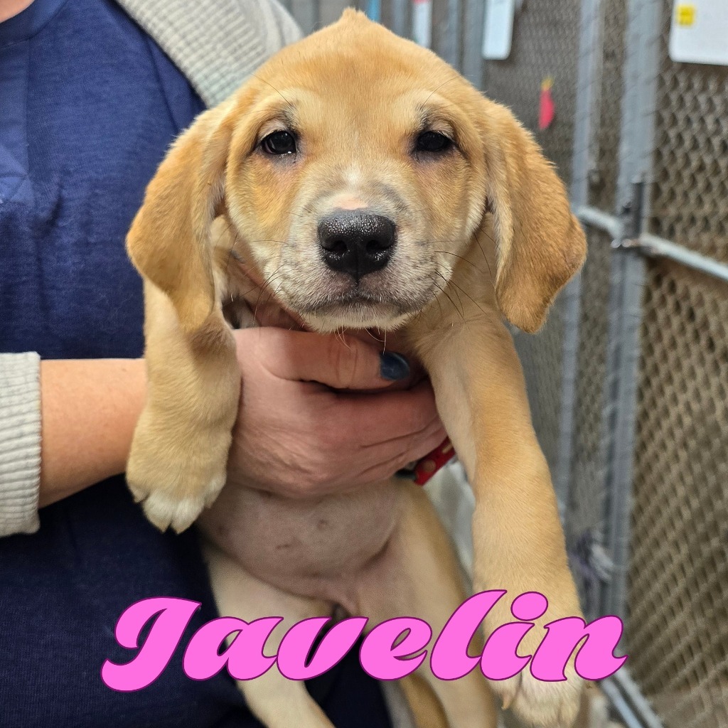 Javelin