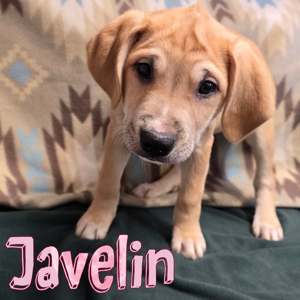 Javelin